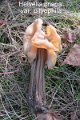 Helvella pithyophila-amf887
